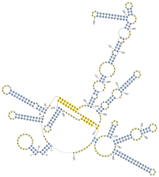 RNA