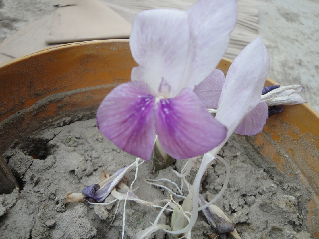 Kaempferia rotunda flower