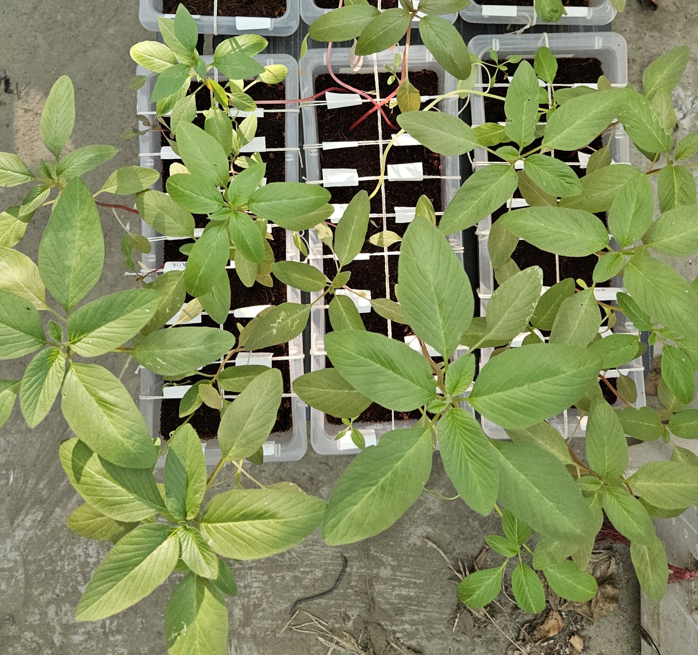 Field biodiversity survey